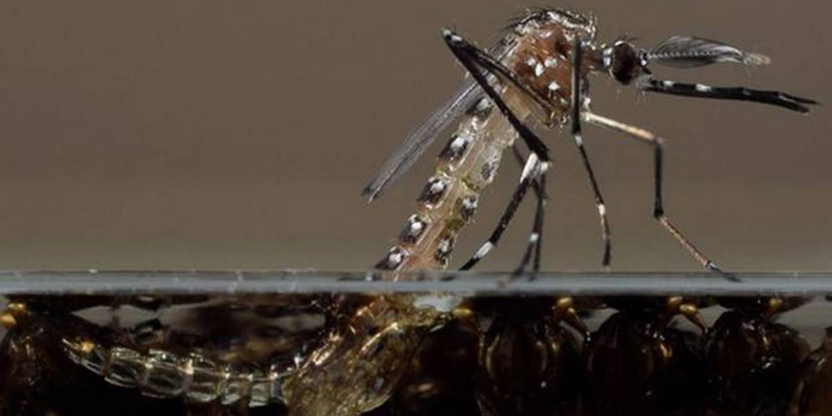Millones de mosquitos modificados genéticamente podrían ser liberados en EE.UU.
