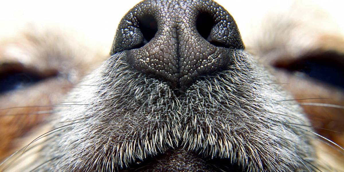 Nariz de perro impresa en 3D mejora el desempeño de detectores de explosivos