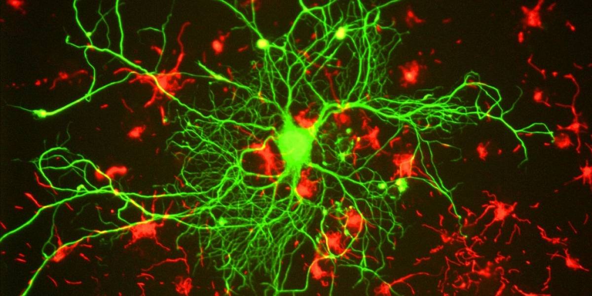 Huellas cerebrales podrían ser usadas como contraseñas