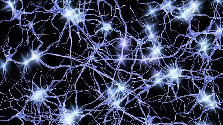 Científicos lograron reactivar cerebros de cerdos 4 horas después de muertos Científicos lograron reactivar cerebros de cerdos 4 horas después de muertos