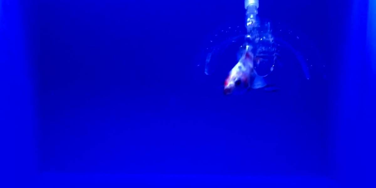 Crean robot hecho de un polímero invisible