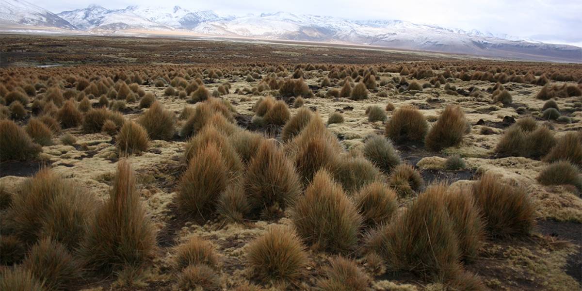 Físicos chilenos y europeos lograron predecir desarrollo de plantas matemáticamente