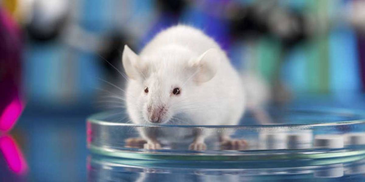 Logran curar la diabetes en ratones