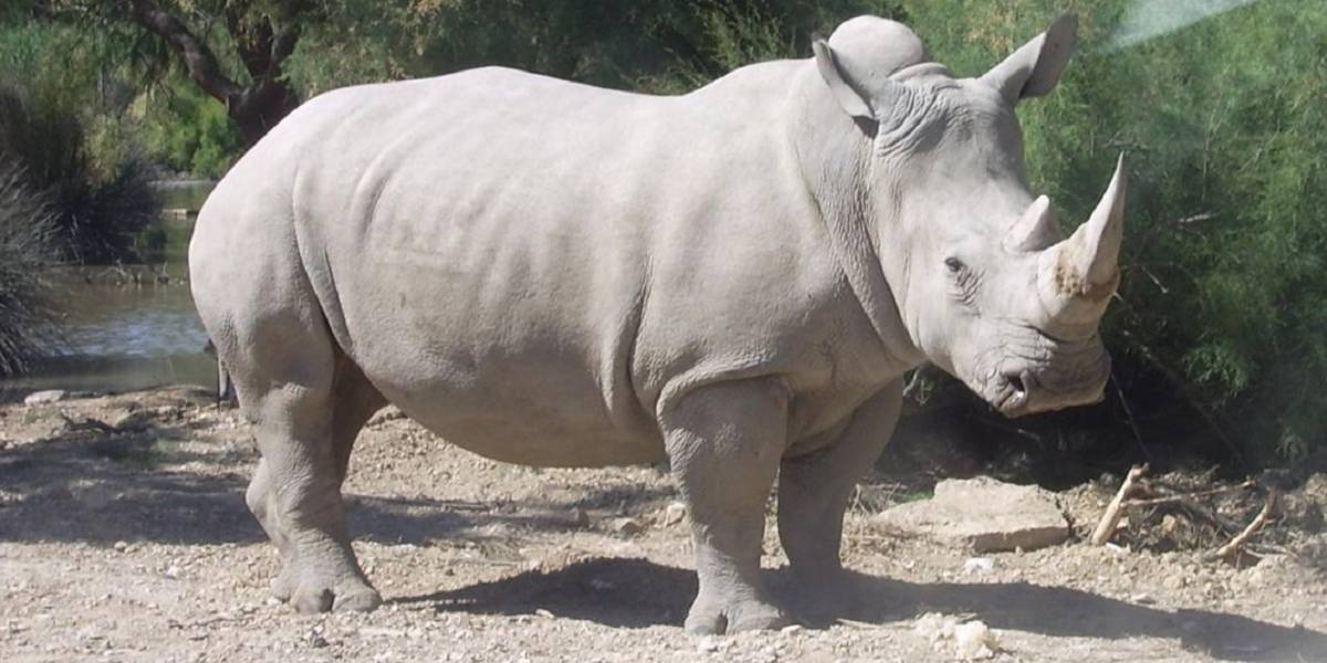 Último rinoceronte blanco del mundo busca pareja por Tinder