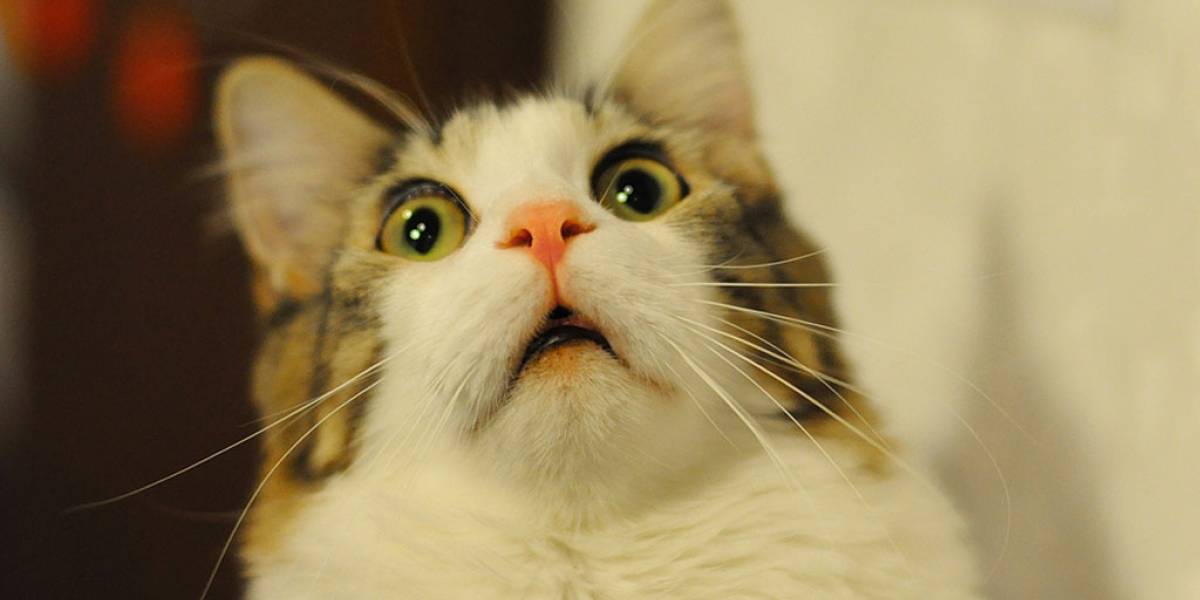 Adiós productividad: crean sitio que transforma cualquier dibujo en gatos