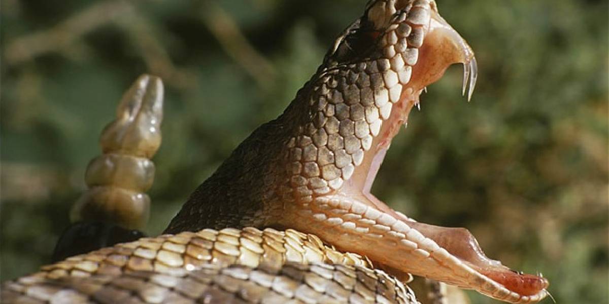 Si el veneno de una cascabel no te mata, quizás te pueda servir contra el cáncer