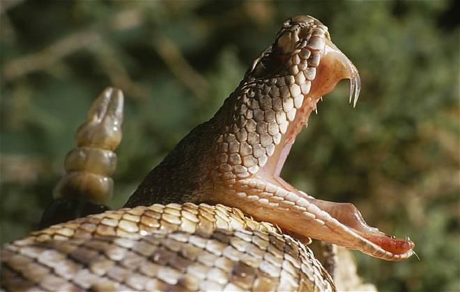 Video de serpiente asesinando a su entrenador se vuelve viral, aunque sigue siendo un misterio Video de serpiente asesinando a su entrenador se vuelve viral, aunque sigue siendo un misterio