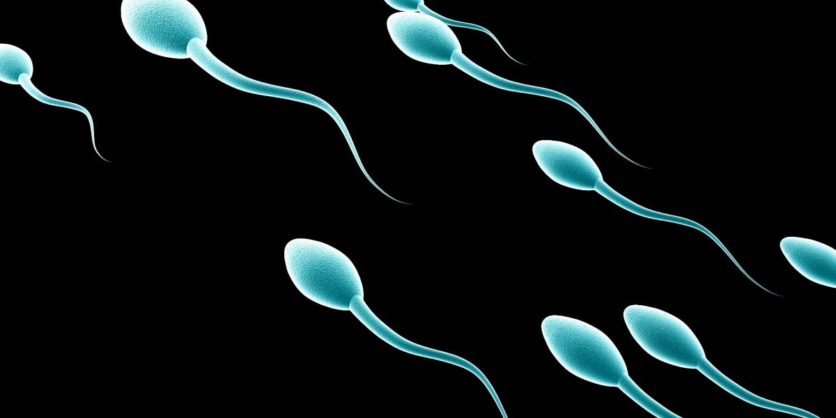 Investigadores consiguen gran avance en la creación de espermatozoides humanos