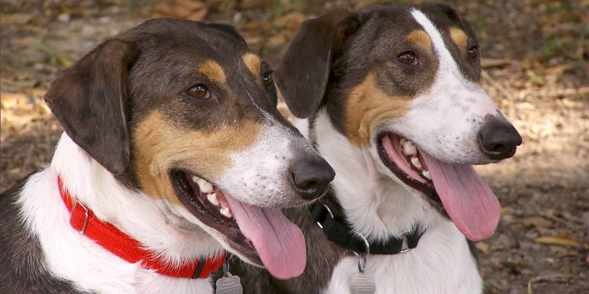 Compañía surcoreana ofrece clonar tu perro por "módica" suma