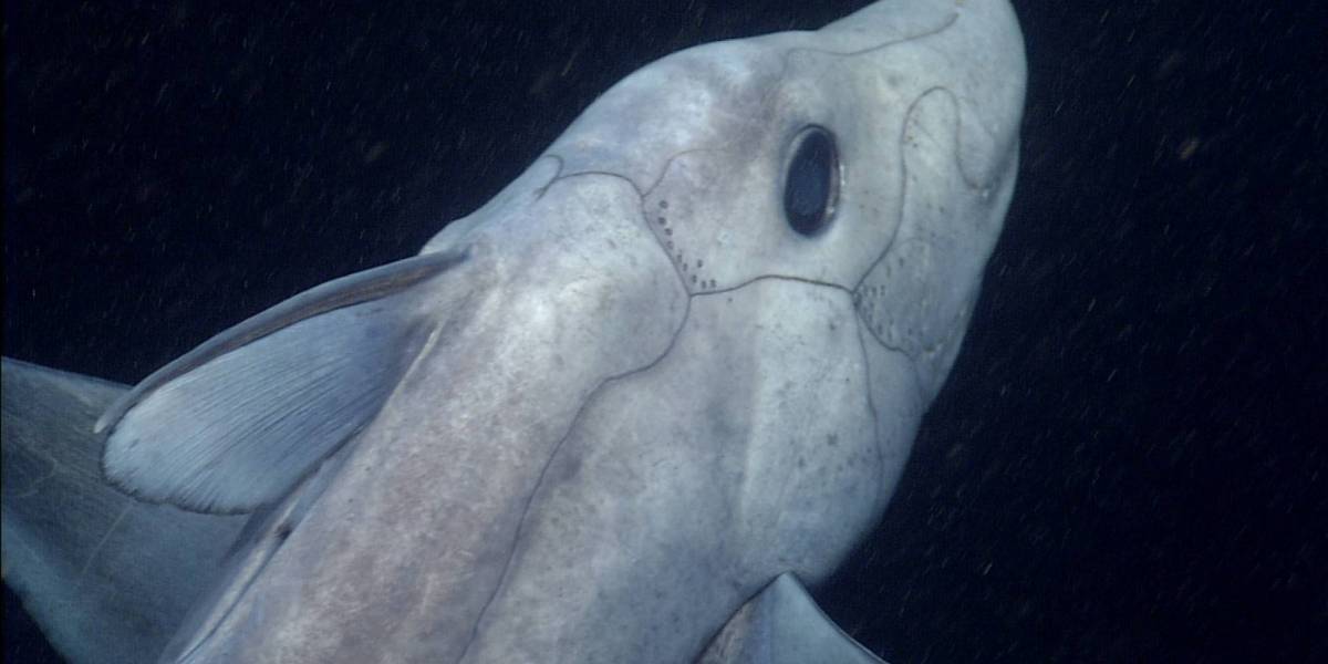 Registran por primera vez a un tiburón fantasma vivo