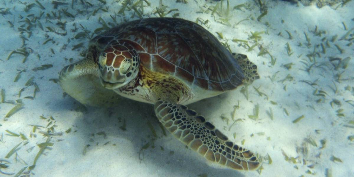 El robot que ayuda a contar tortugas marinas en peligro de extinción
