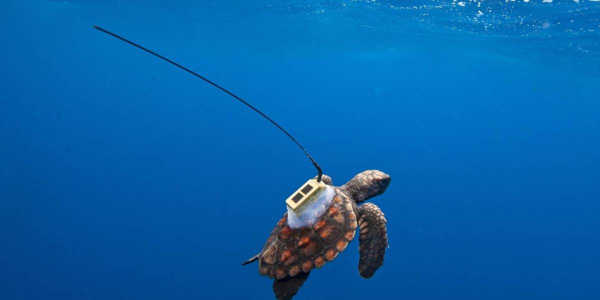 Seguimiento satelital entrega datos claves sobre ruta de tortugas en el Atlántico Sur