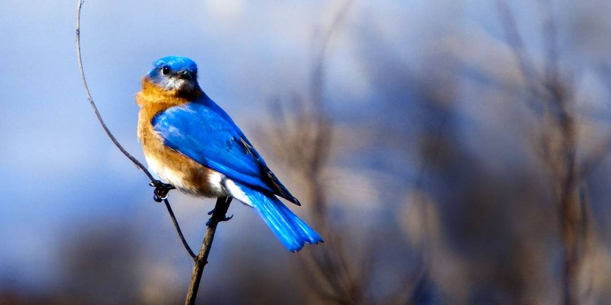 Twitter planea armar un canal de TV por Internet
