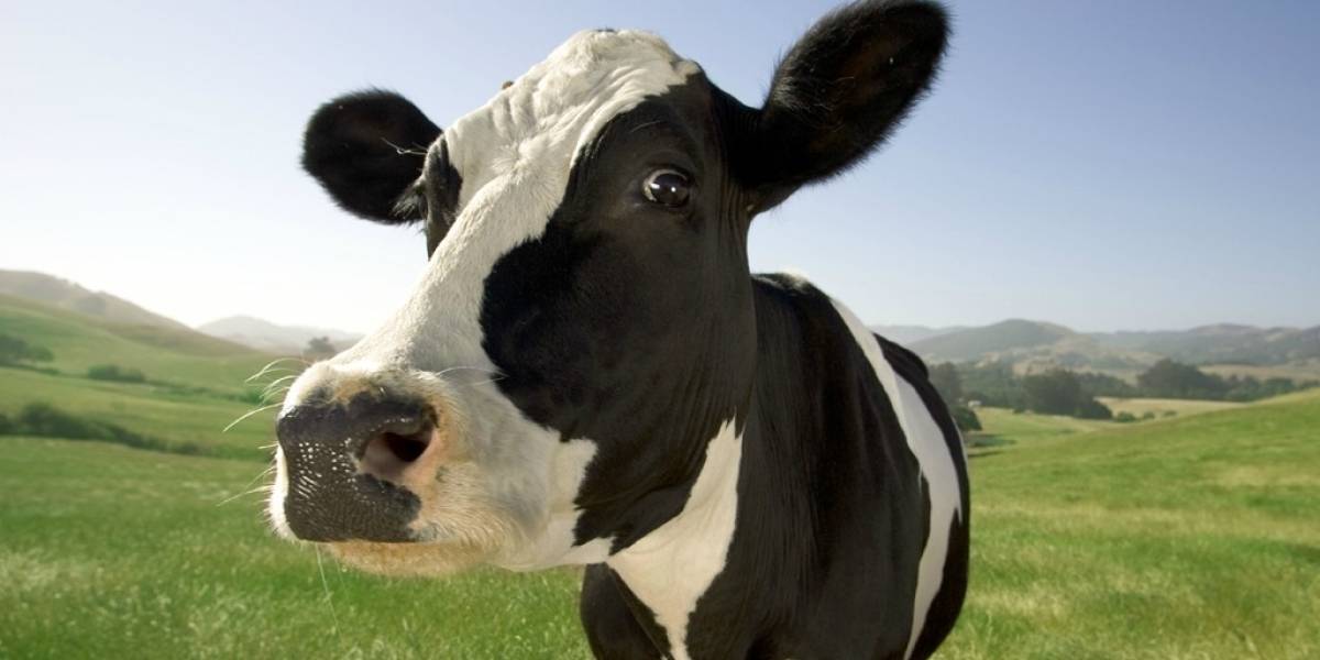 En un lejano lugar de Estados Unidos, las vacas se alimentan de Skittles
