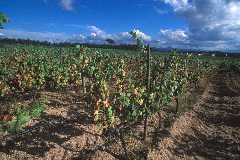 vinhas do dão