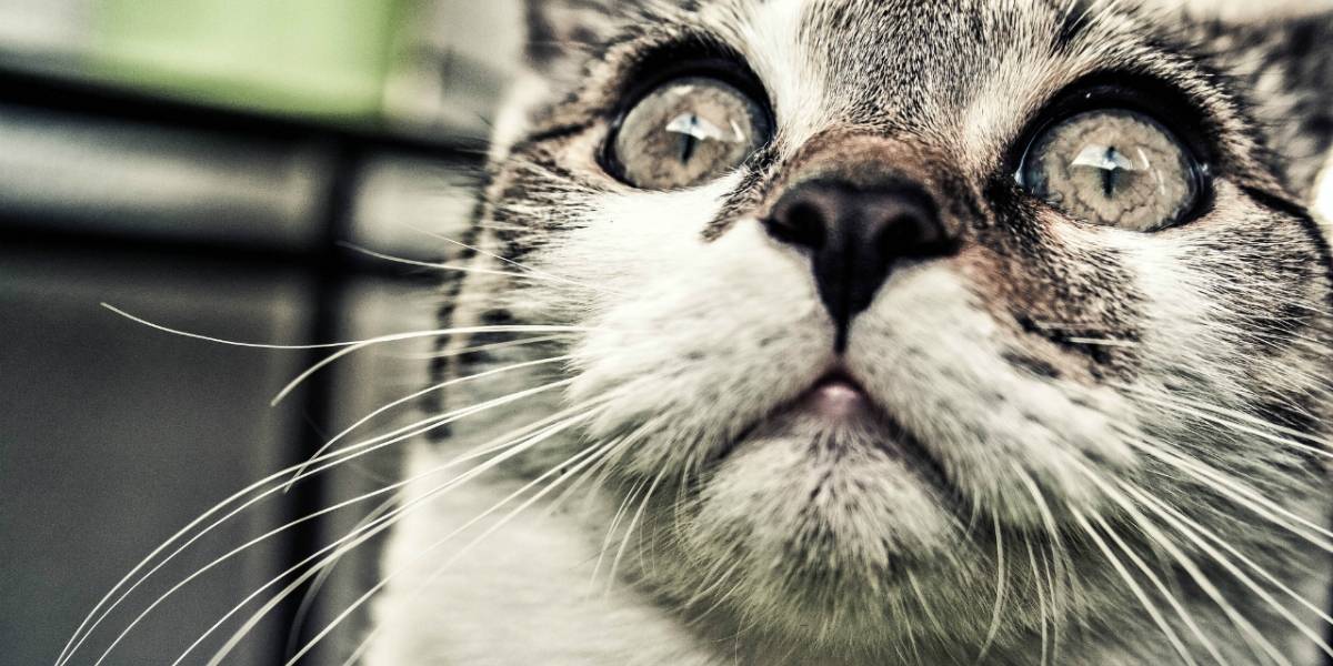 Neutralizan botnet de spam que esclavizó a 4,000 computadoras Linux