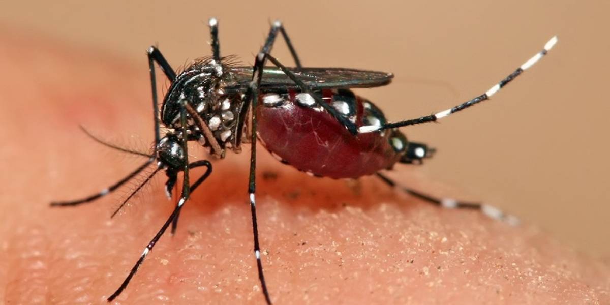 Las primeras vacunas contra el Zika se comenzarán a probar pronto en humanos