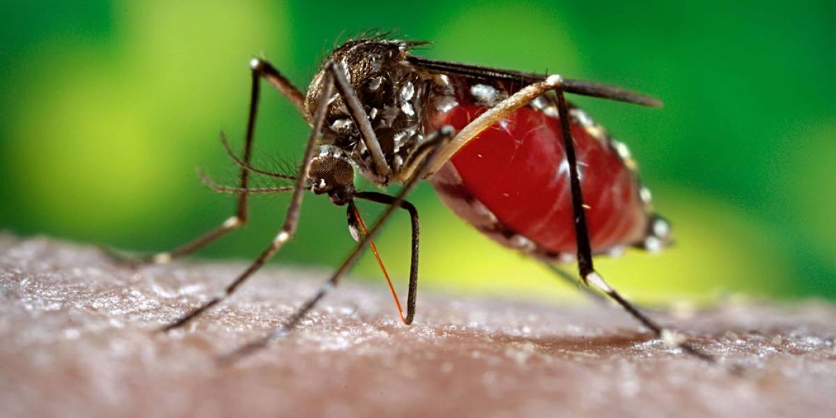 Primera vez en décadas que se encuentra al mosquito que transmite Zika en Chile