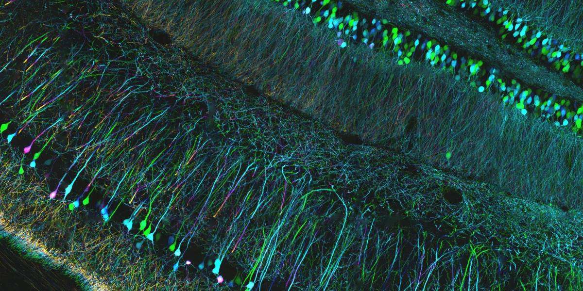 Los descubridores del “GPS del cerebro” ganan el Nobel de Medicina