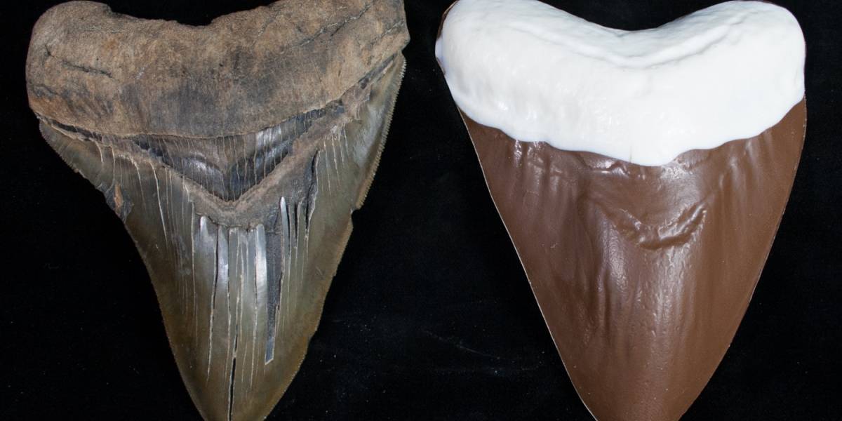Un diente de megalodón hecho de chocolate