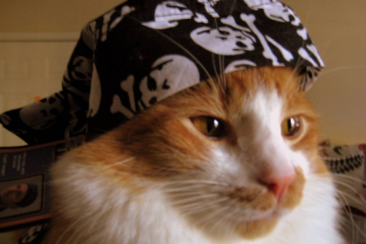 The Pirate Bay regresa con un nuevo dominio