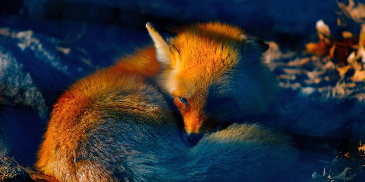 Mozilla investiga por qué Dell cobra £16,25 en el Reino Unido por instalar Firefox