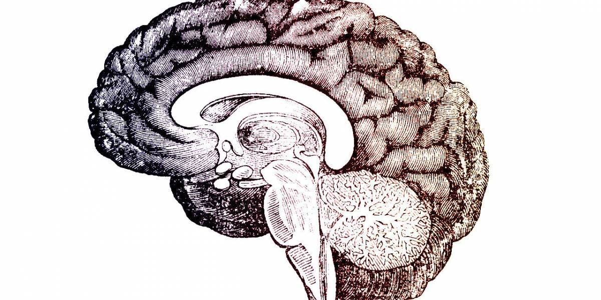 Descubren en Texas un cerebro humano que no tiene pliegues