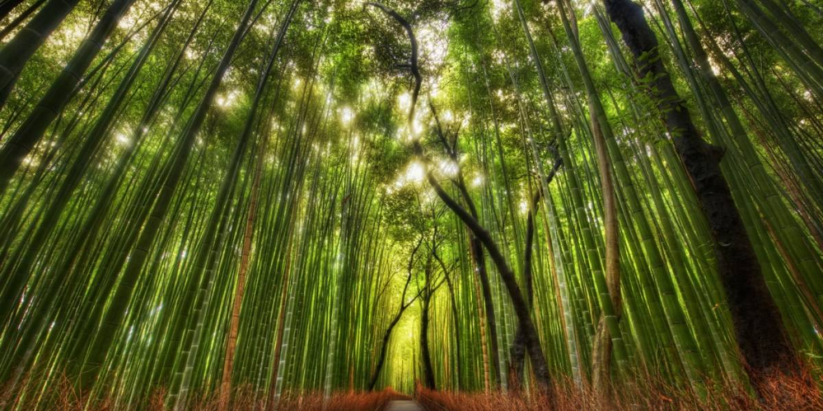 Este simulador forestal puede predecir el cambio climático del mundo