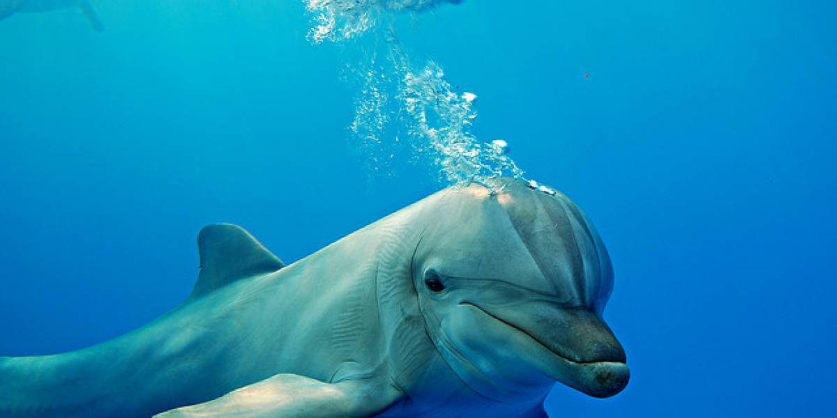 Inventan detector de bombas inspirado en el sonido de los delfines