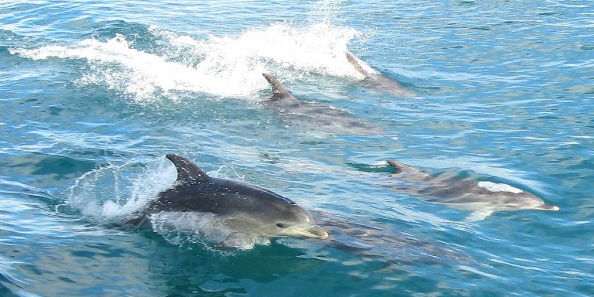 Armada estadounidense reemplazará con robots a delfines que detectan minas submarinas