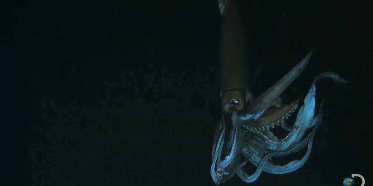 Cómo los calamares pueden mejorar la impresión en 3D