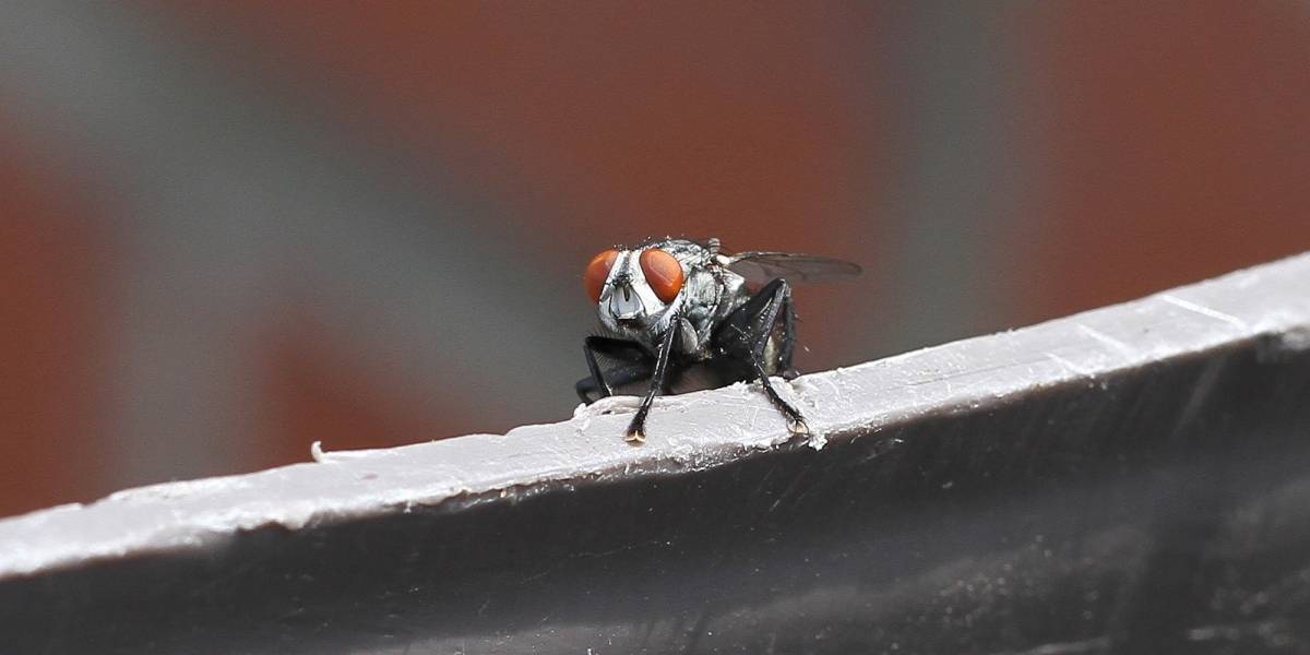 Moscas perciben el mundo en cámara lenta