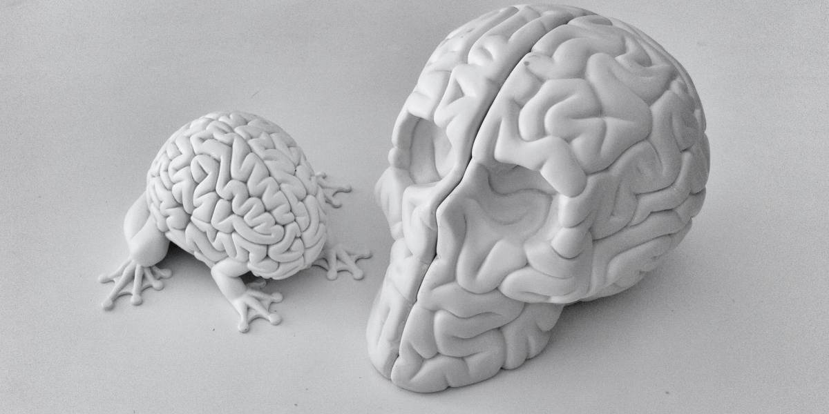 Supercomputador simuló un segundo de actividad neuronal en 40 minutos