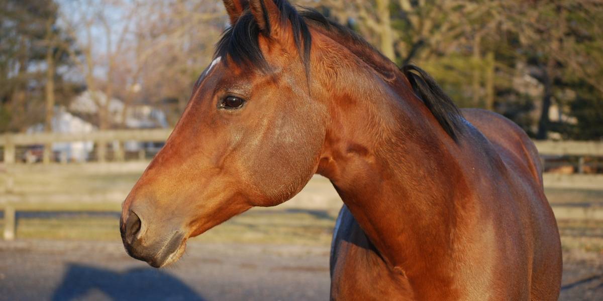 Juez estadounidense ordena aceptar caballos clonados para carreras