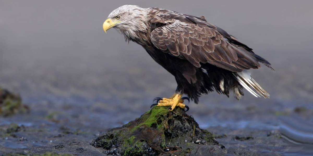Mirada de águila en París con una Sony Action Cam Mini