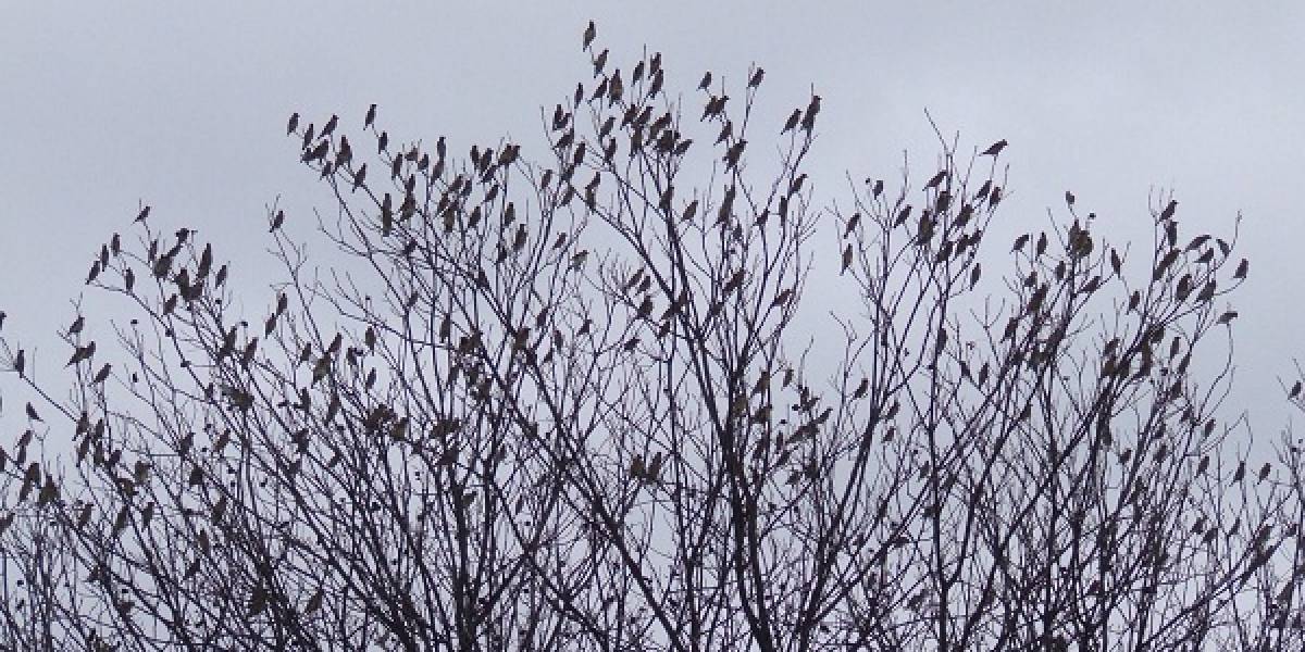 En Twitter ya hay 100 millones de aves cacareando constantemente