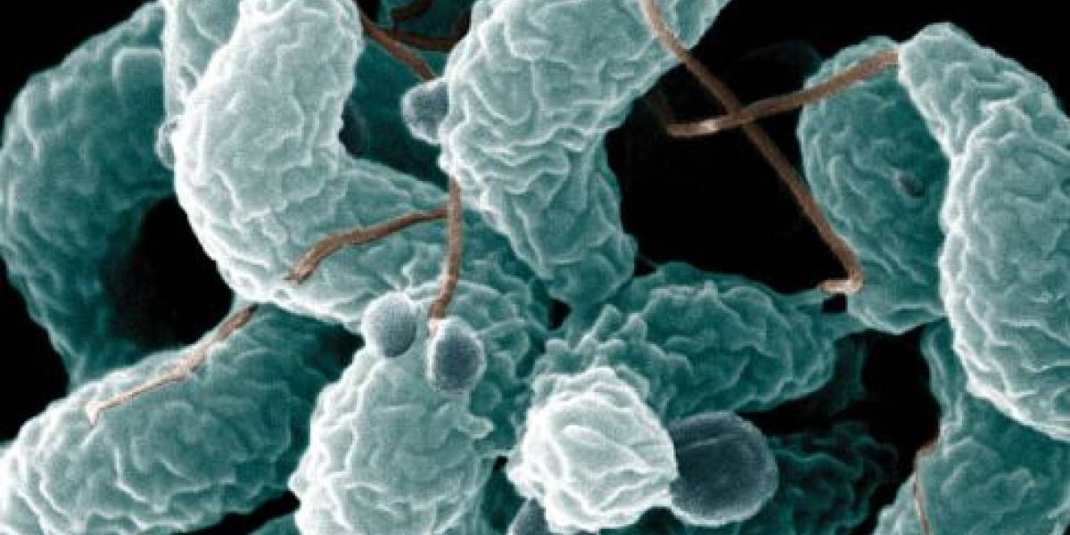 No eres un real adicto a las redes sociales si no estás en la de bacterias gastrointestinales
