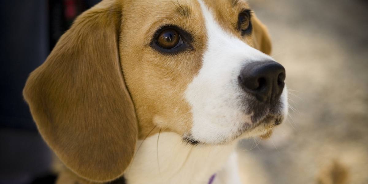 Inglaterra ordena que todos los perros del país tengan un microchip para 2016