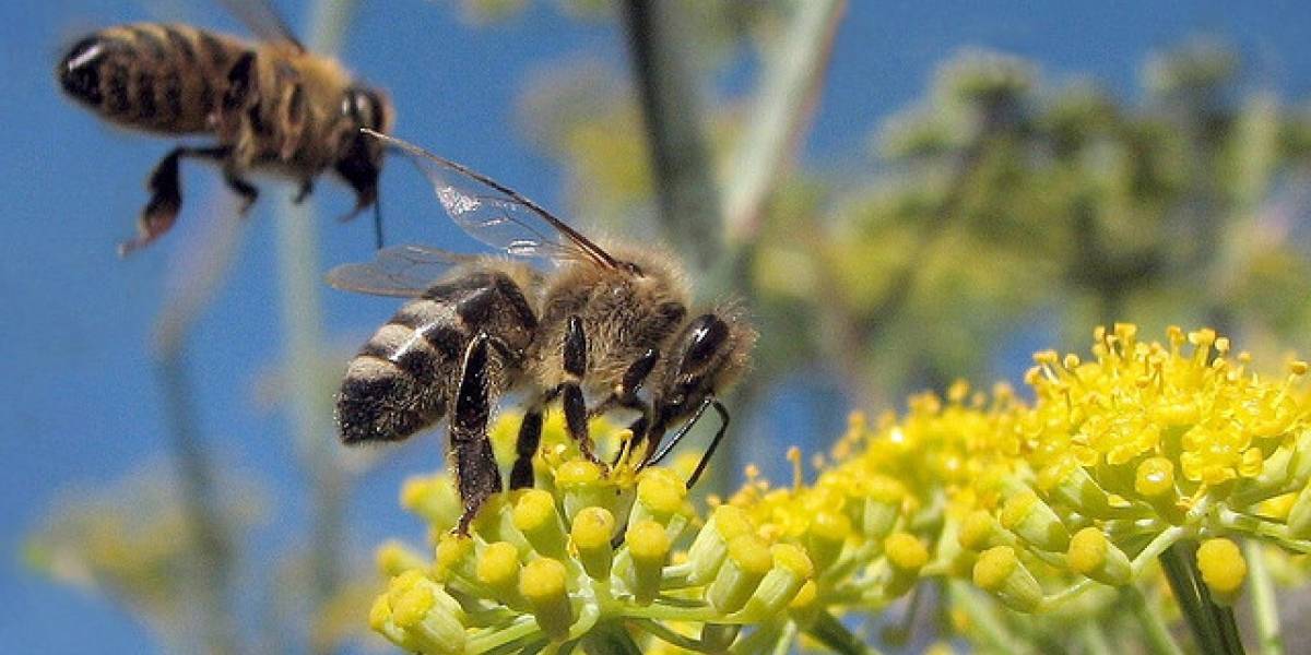 Dilucidado el enigma de la muerte masiva de las abejas