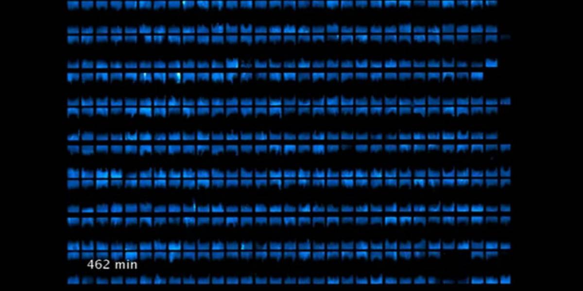 Biopixeles: Crean panel luminoso hecho con bacterias