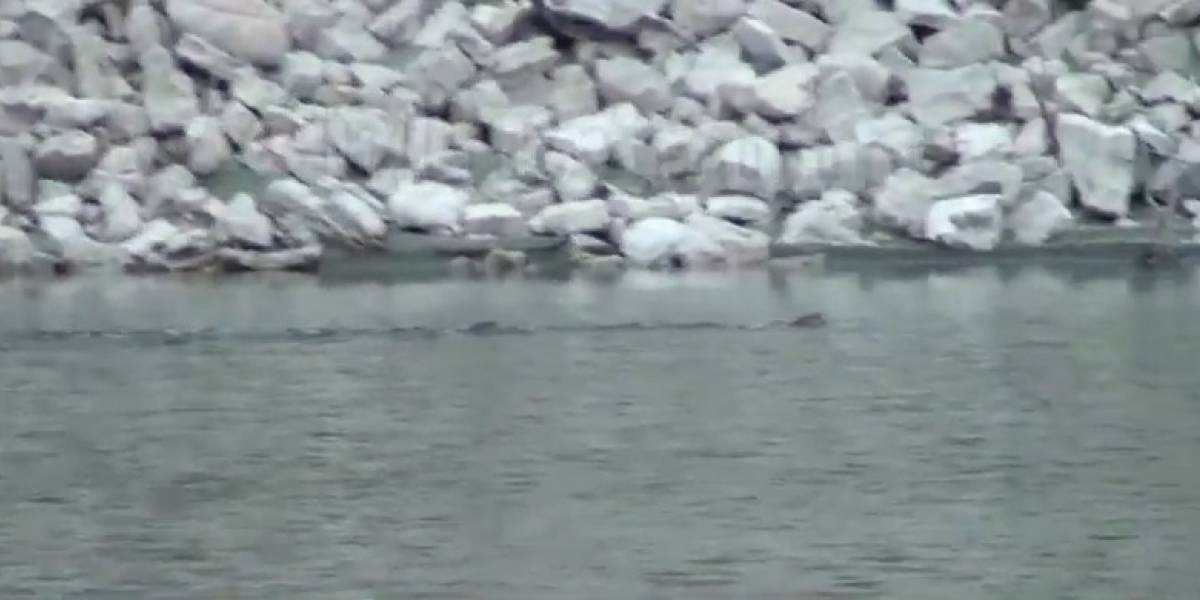 Argentina: Extraño reptil gigante fue encontrado en la provincia de Salta ¿Un Nessie sudamericano?