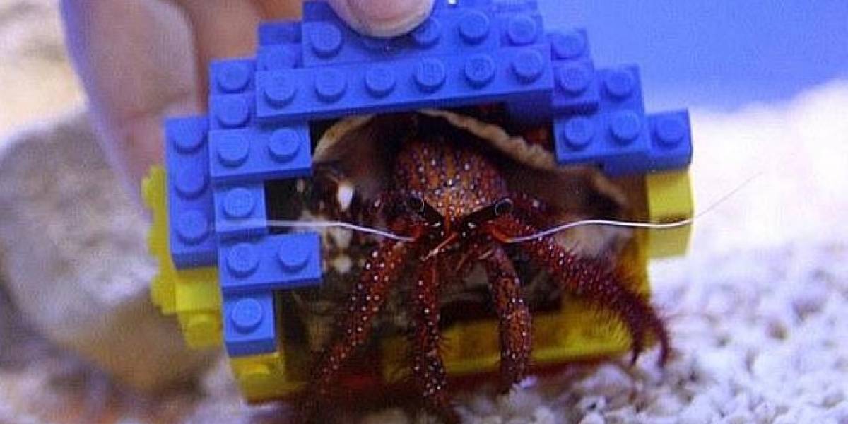 Imperdible: Un cangrejo ermitaño adopta una concha hecha de bloques Lego