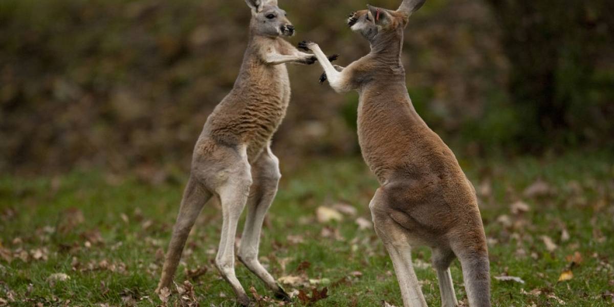 Australia quiere que los ISP sean policías del copyright