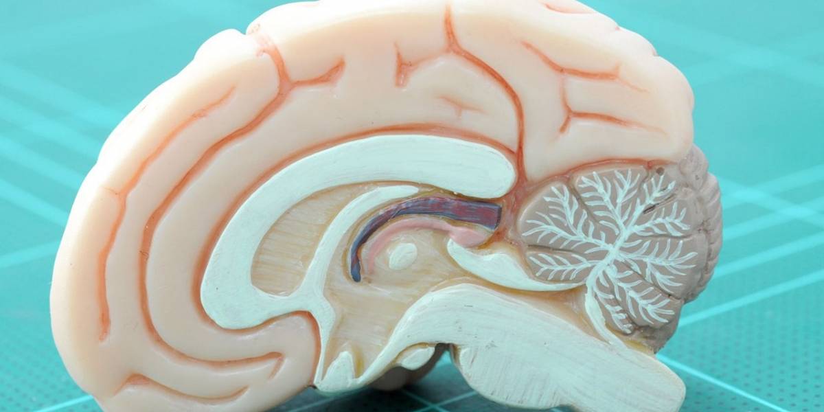 Usar varios dispositivos al mismo tiempo podría estar afectando nuestro cerebro