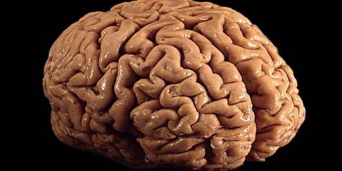 Sentencian a hombre que subastó cerebros humanos en eBay
