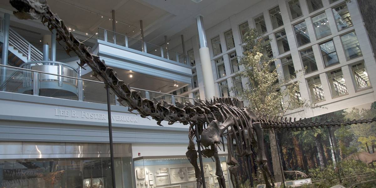 Hallan en Argentina un dinosaurio 7 veces más grande que el T-Rex