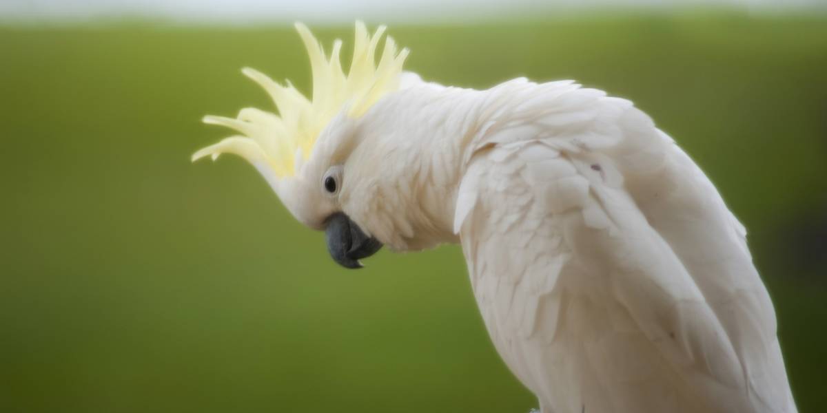 Aves cacatúas que atacan cables han destrozado la banda ancha australiana