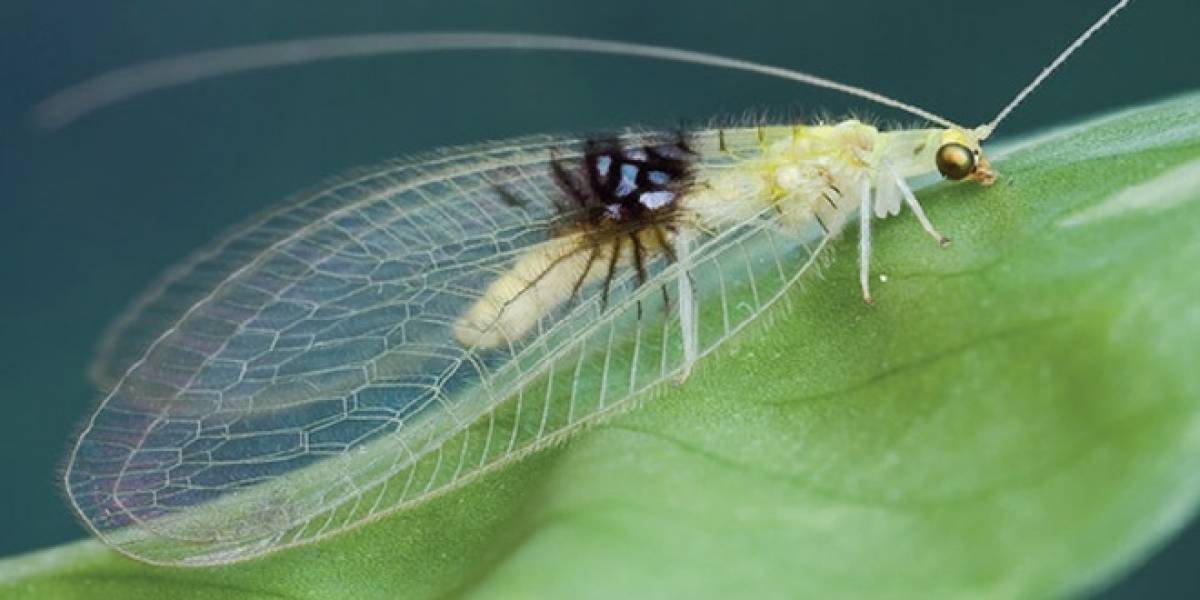 Nueva especie de insecto es descubierta gracias a Flickr