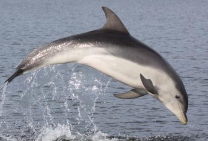 Zoólogos australianos descubrieron una nueva especie de delfines