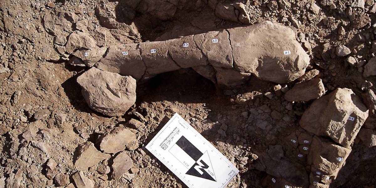 Científicos descubren que dinosaurios transitaban entre la Patagonia y la Antártica